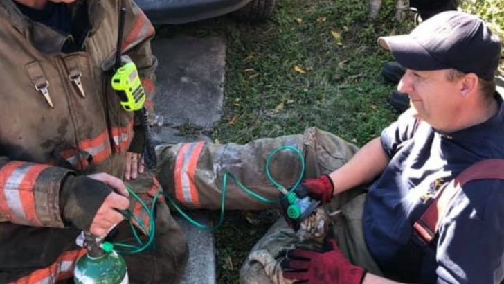 Heroic Firefighters From New Orleans Revive Kitten With Special Oxygen Masks Designed For Animals