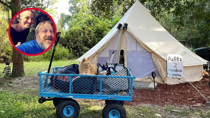 Florida Couple Creates Feline Paradise Where You Can Go Glamping With Hundreds Of Cats