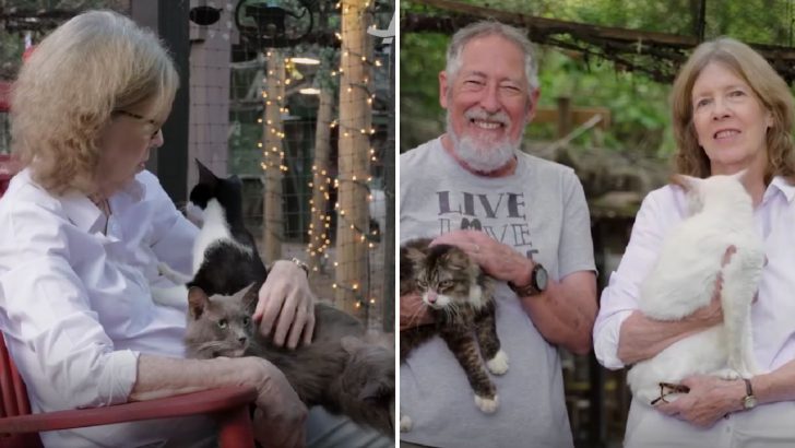 Florida Couple Offers A Retirement Home For Cats To Enjoy Their Last Years