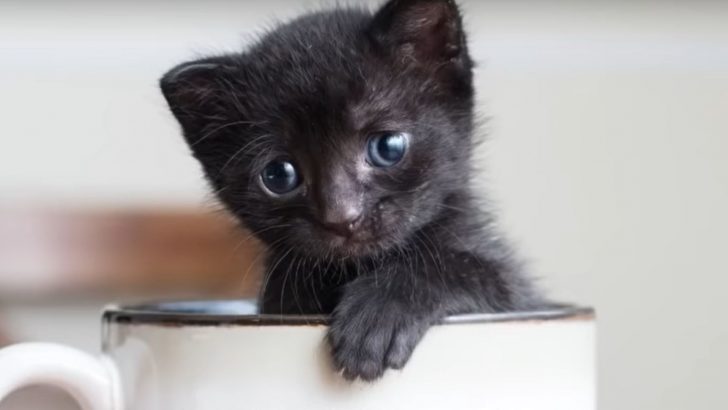 Tiny Kitten Makes A Grand Entrance At The Shelter Arriving In A Teabox