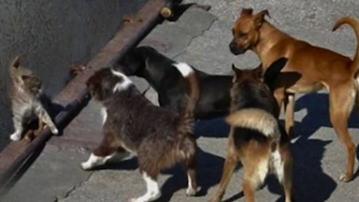 Poor Cat Surrounded By A Gang Of Dogs Loses Hope Of Ever Being Saved Until Fate Shifts Her Fortune