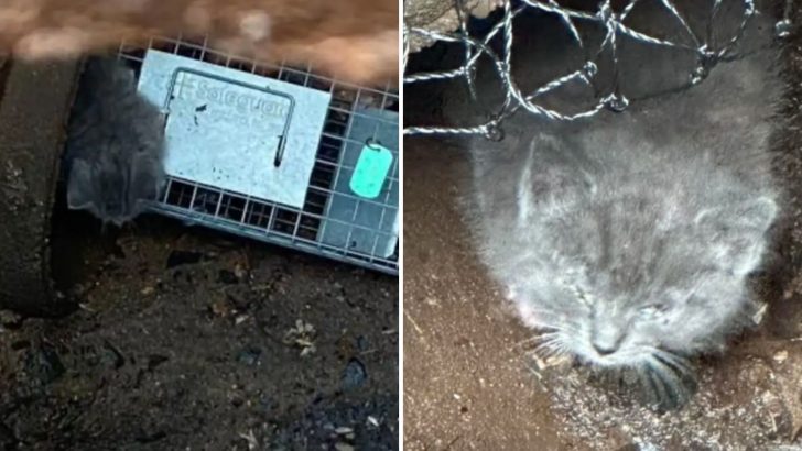 Rescuers Save Kitten From Storm Drain Only To Discover She Had Unexpected Company There