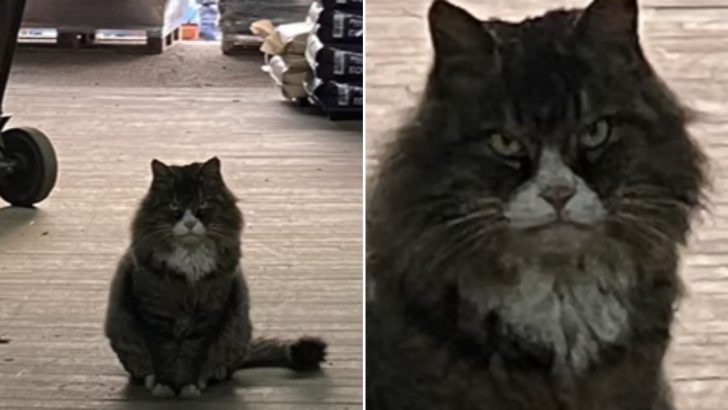 Scary-Looking Cat Keeps Showing Up At A Local Feed Store Ready To Be Loved