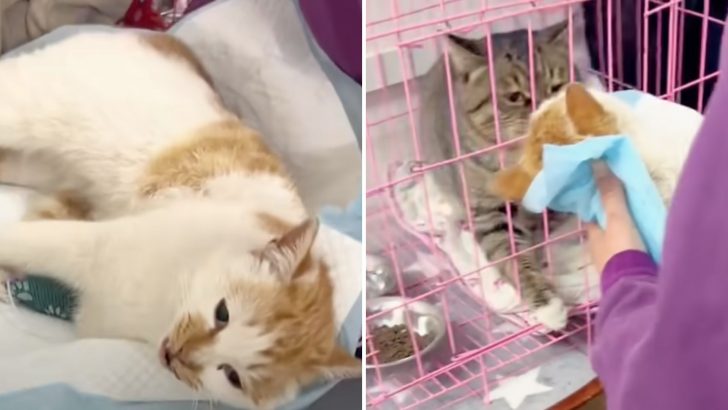 Stray Cat Desperately Tries To Wake Up His Soulmate As She Loses Her Battle For Life