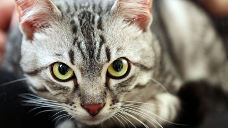 Groundbreaking Study Reveals How A Feline Parasite Could Cause Frailty In Seniors