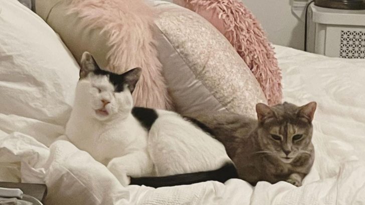 Blind Cat And Deaf Cat Overcome All Odds To Find True Love And Happiness