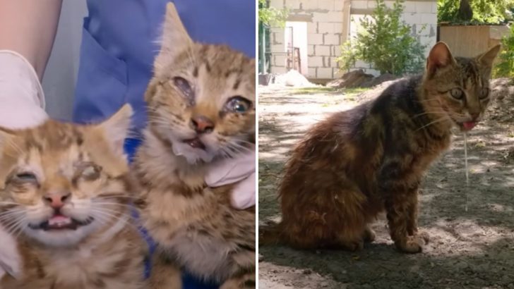 Woman Saves Two Blind Kittens That Took Refuge In A Zoo But Then Discovers Something Disturbing