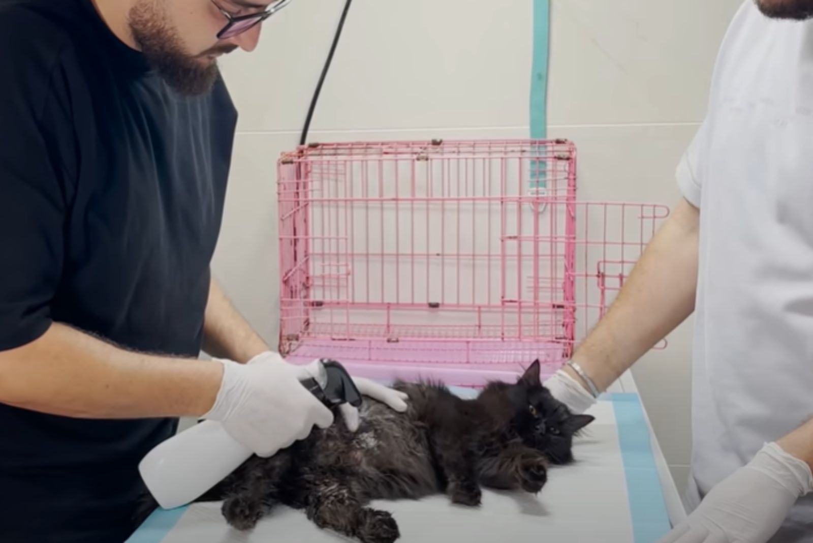 a veterinarian getting cat sleep