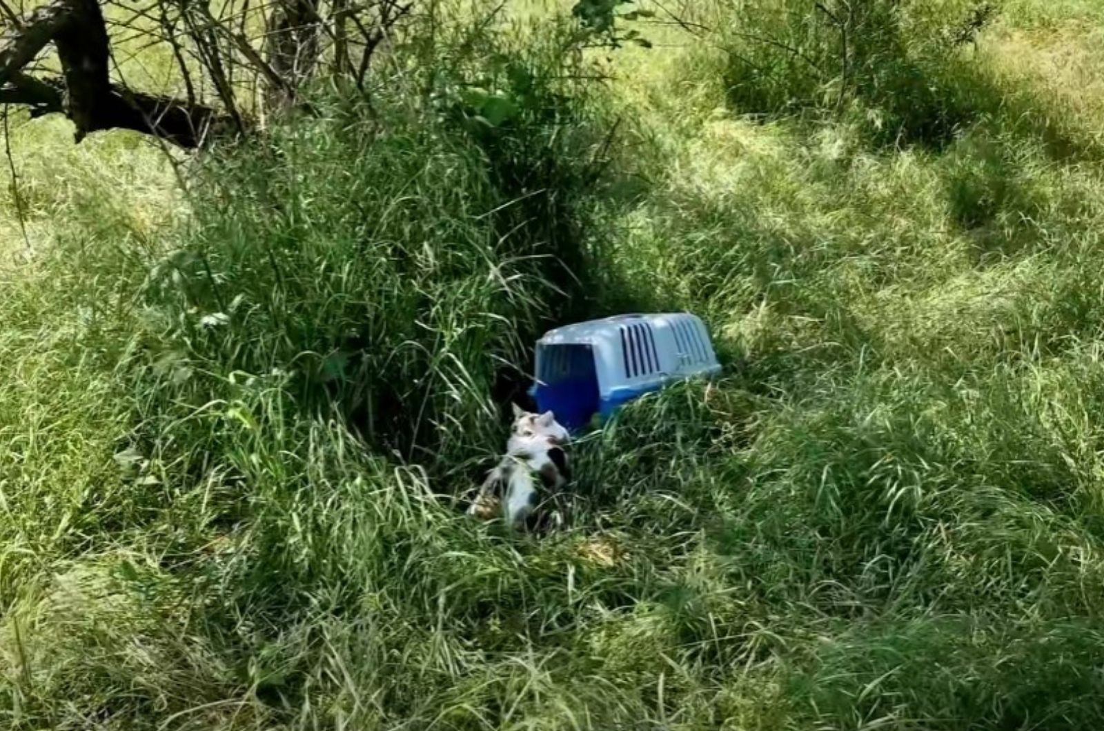 abandoned cat in grass