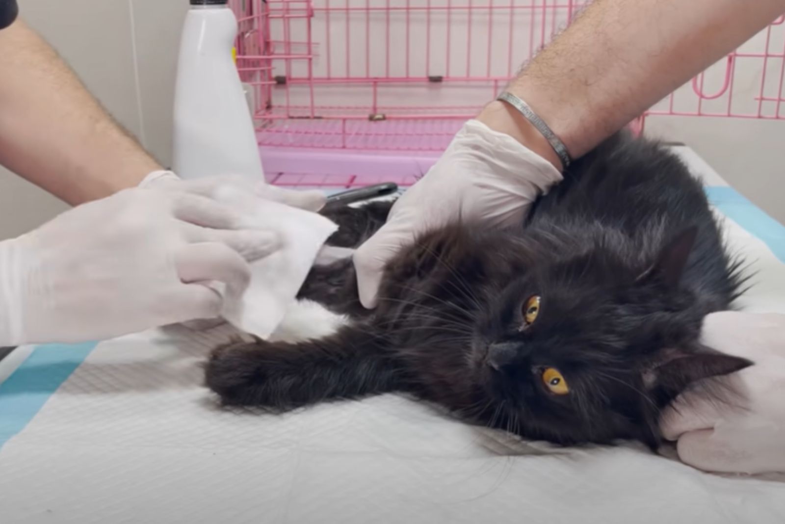 black cat at veterinarian