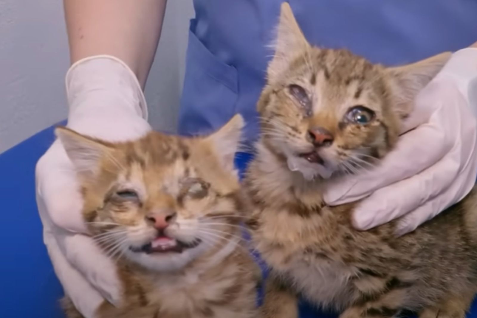 blind cats at vet