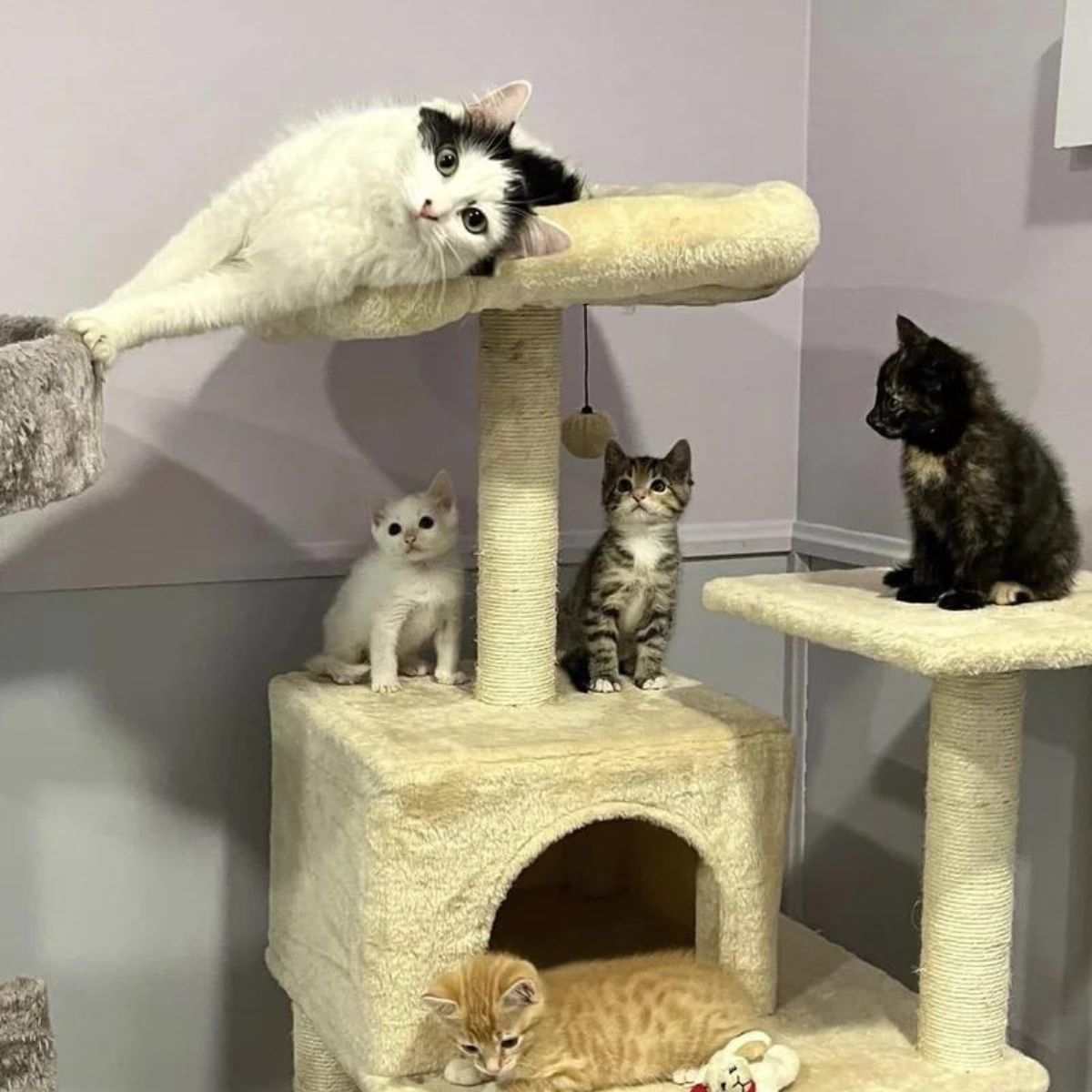 cat and kittens on cat tree