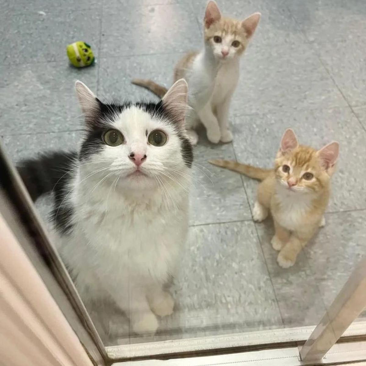 cat and two kittens