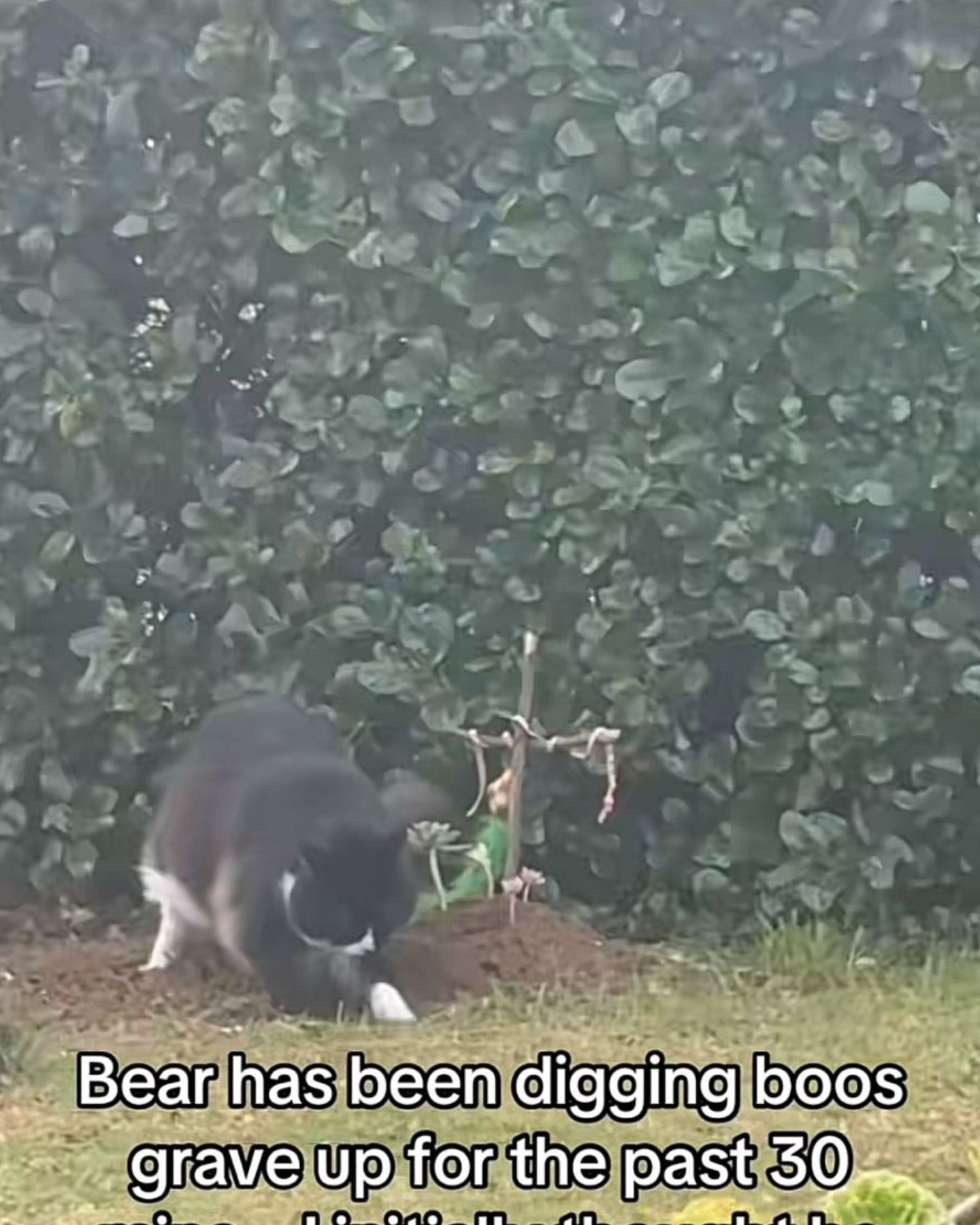 cat digging the grave