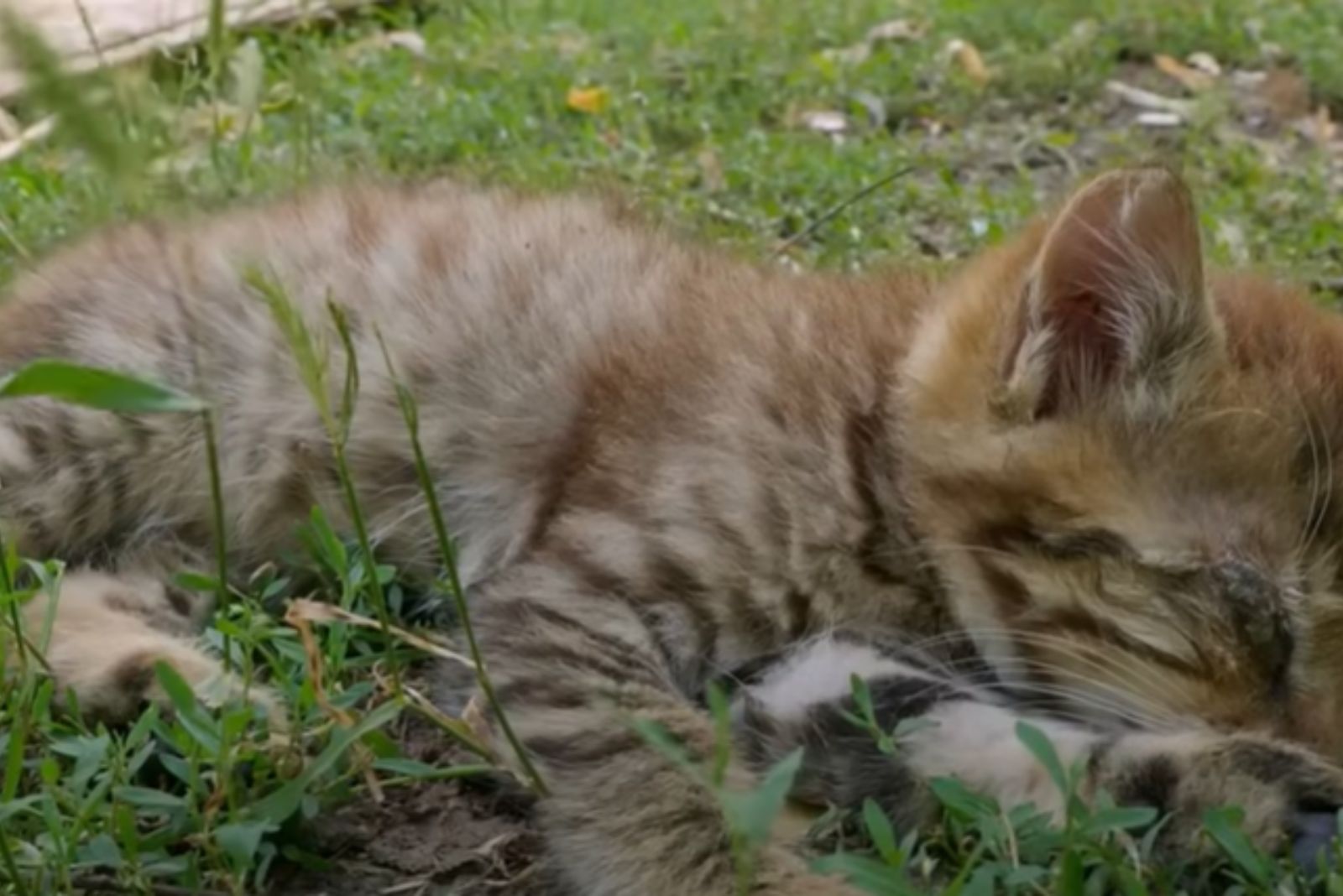 cat licking her paw