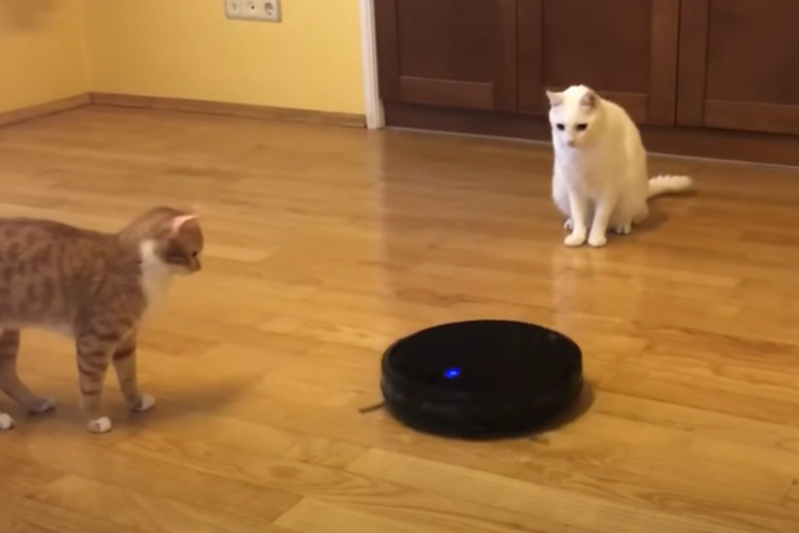 cat looking at robot vacuum