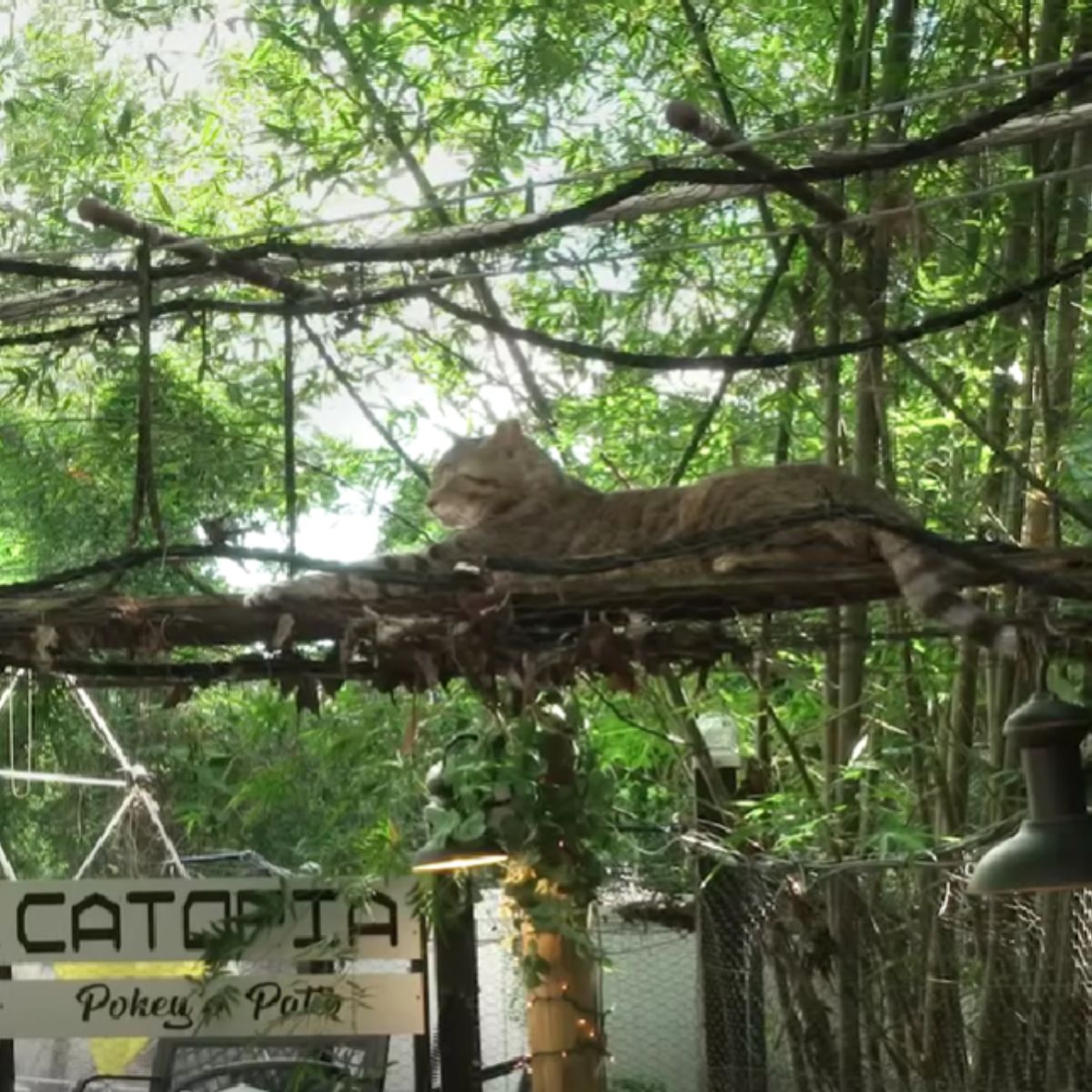 cat lying in a tree