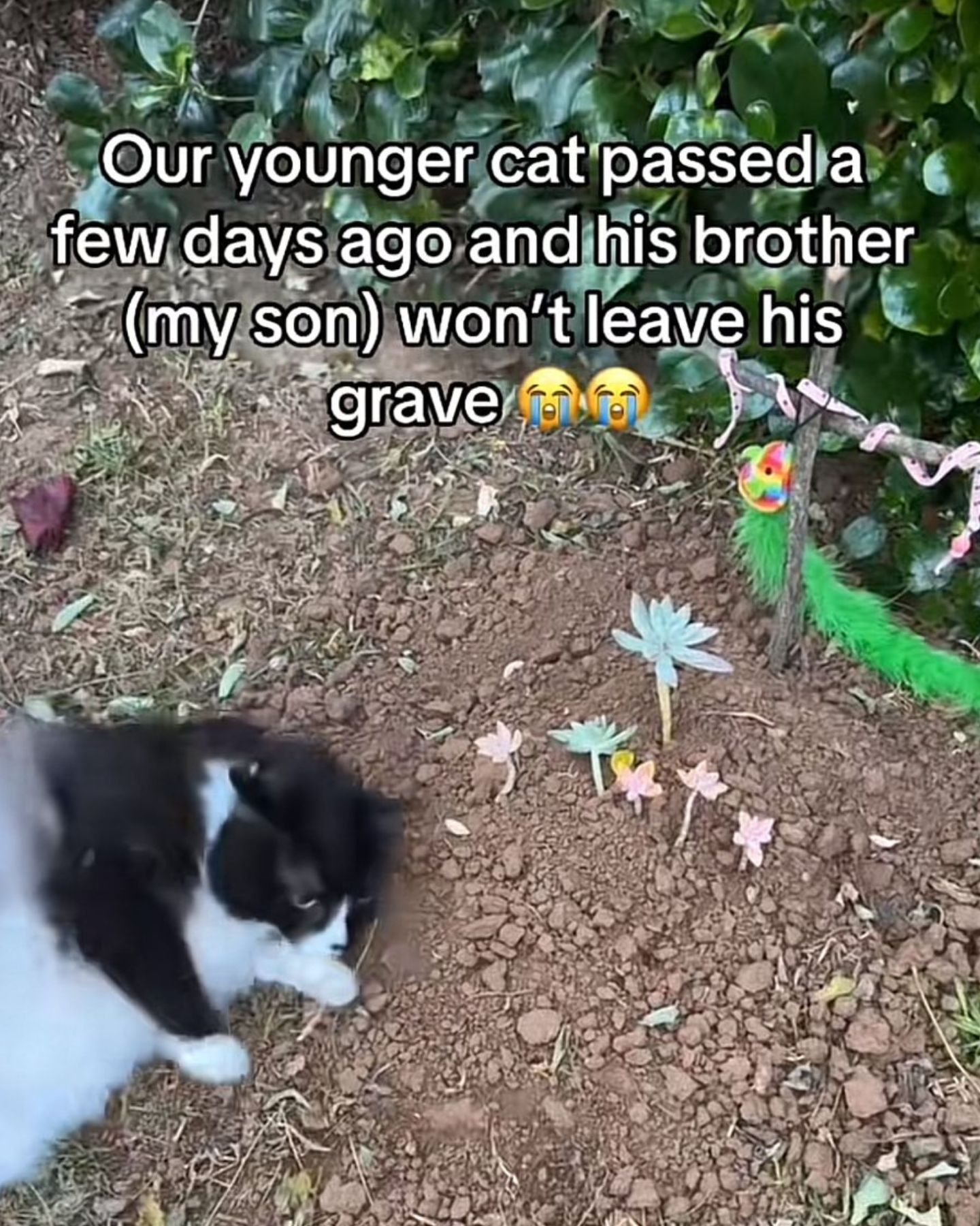 cat on grave with text