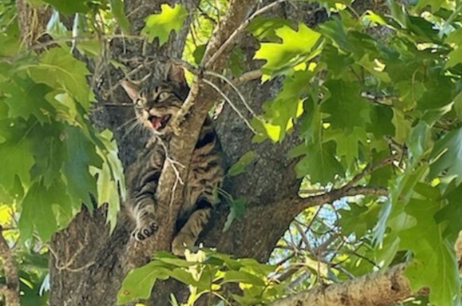 cat stuck on a tree