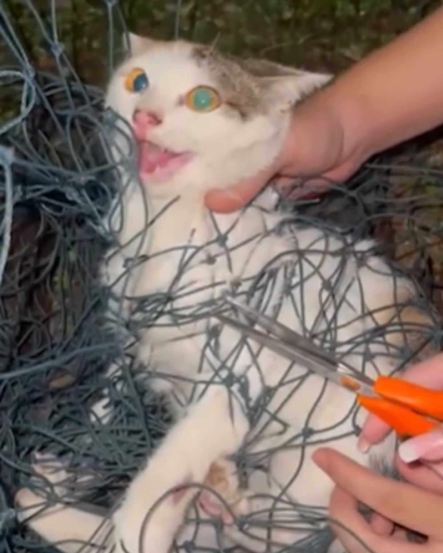 cat tangled in court net