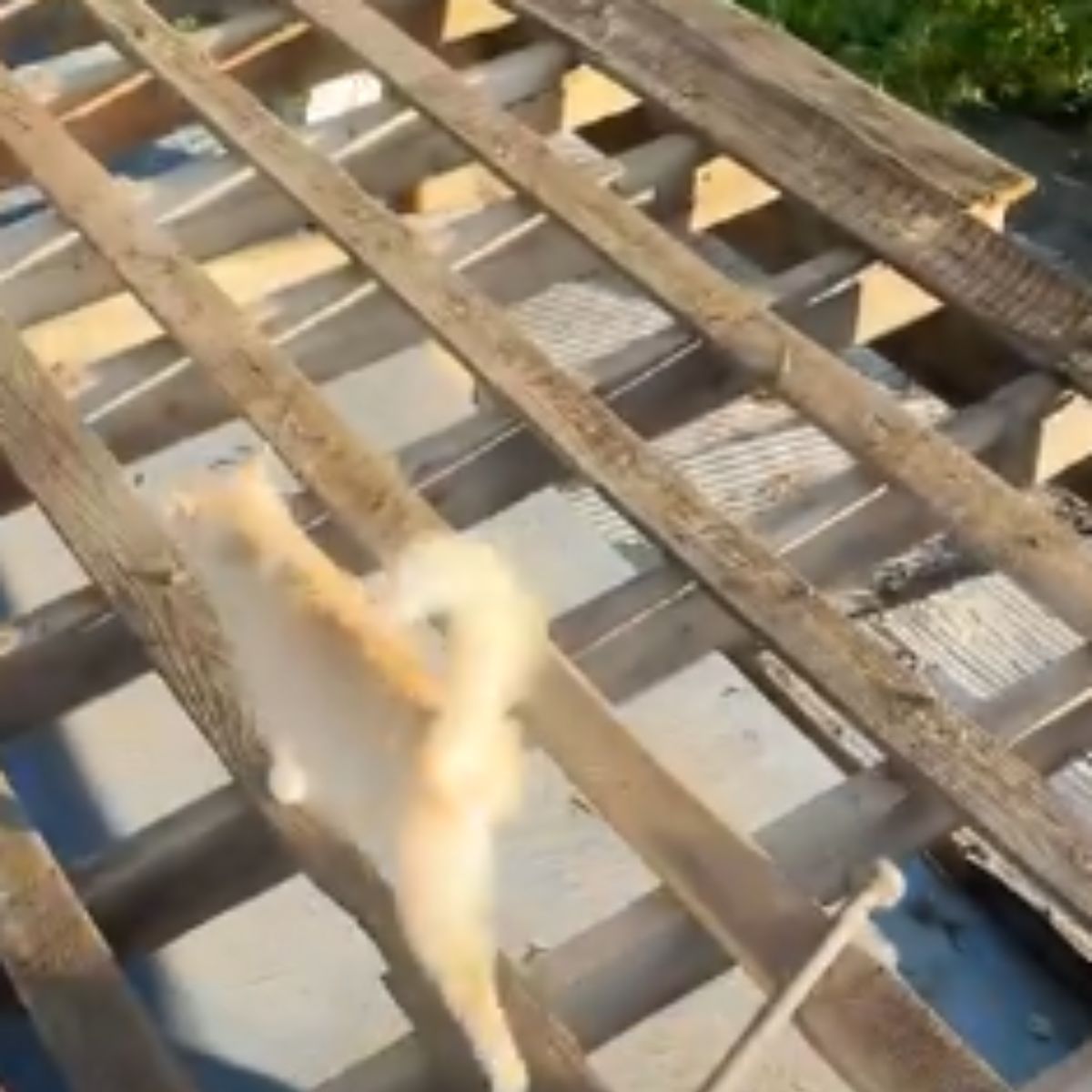 cat walking on wooden pallets