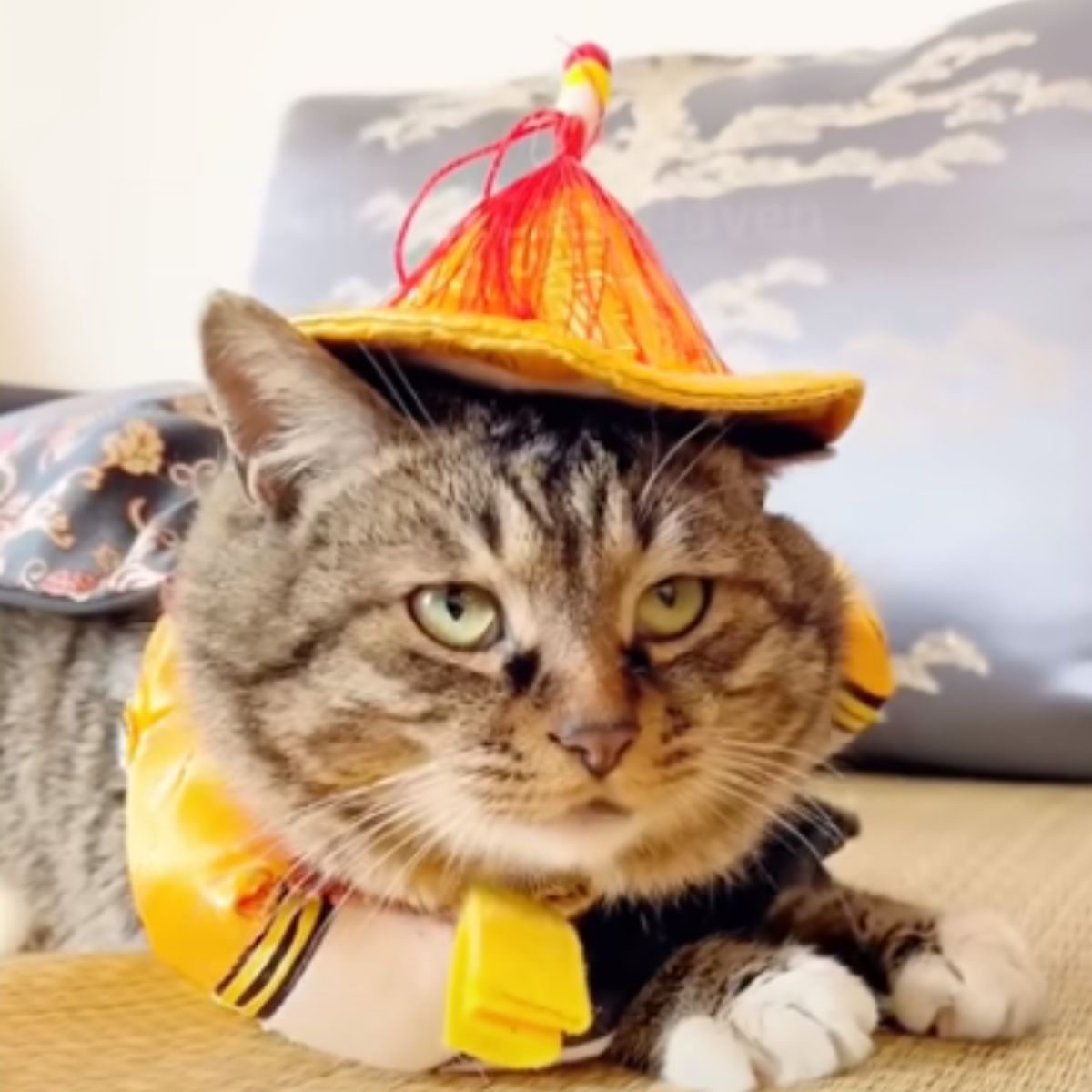 cat with cool hat on