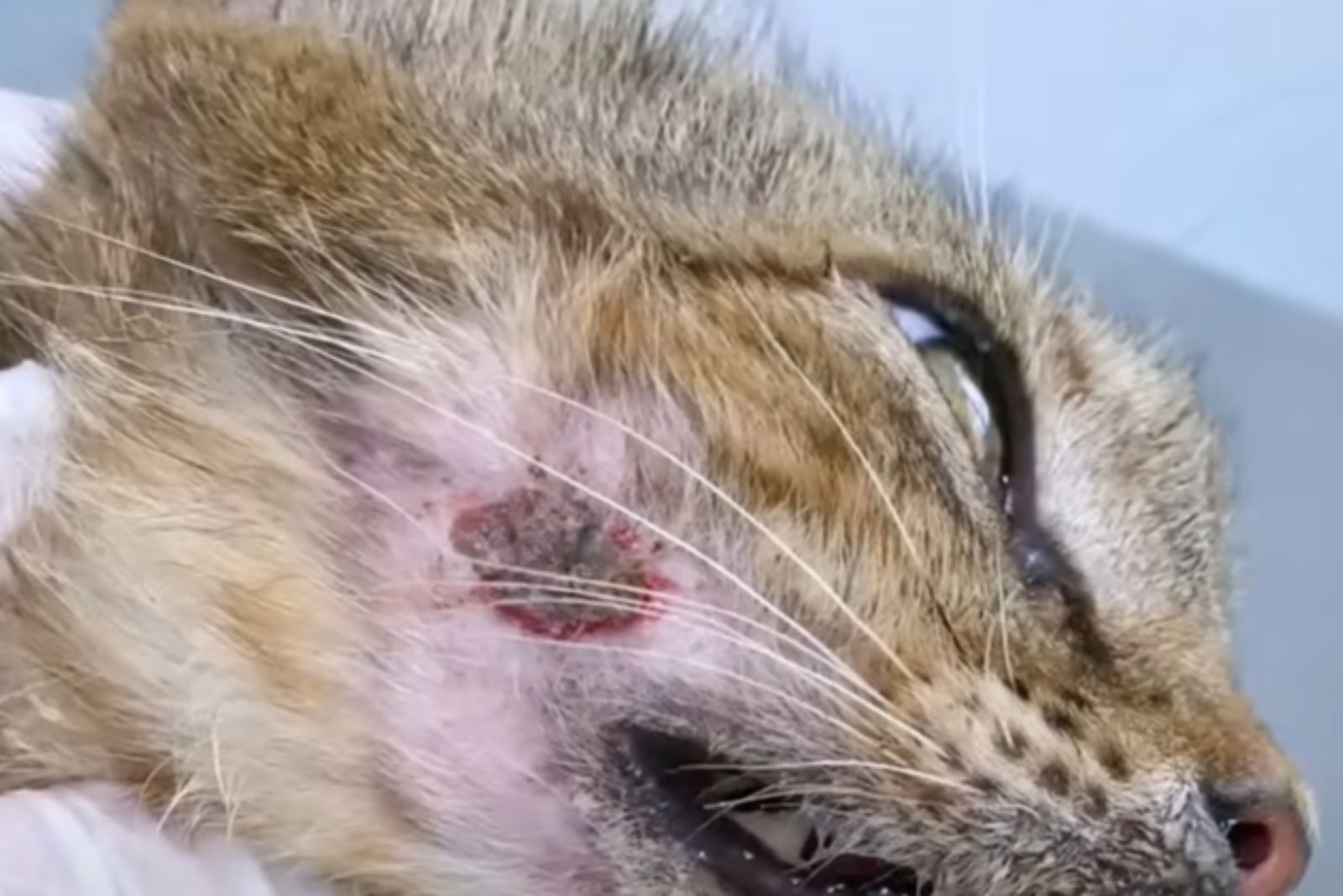 cat with wound