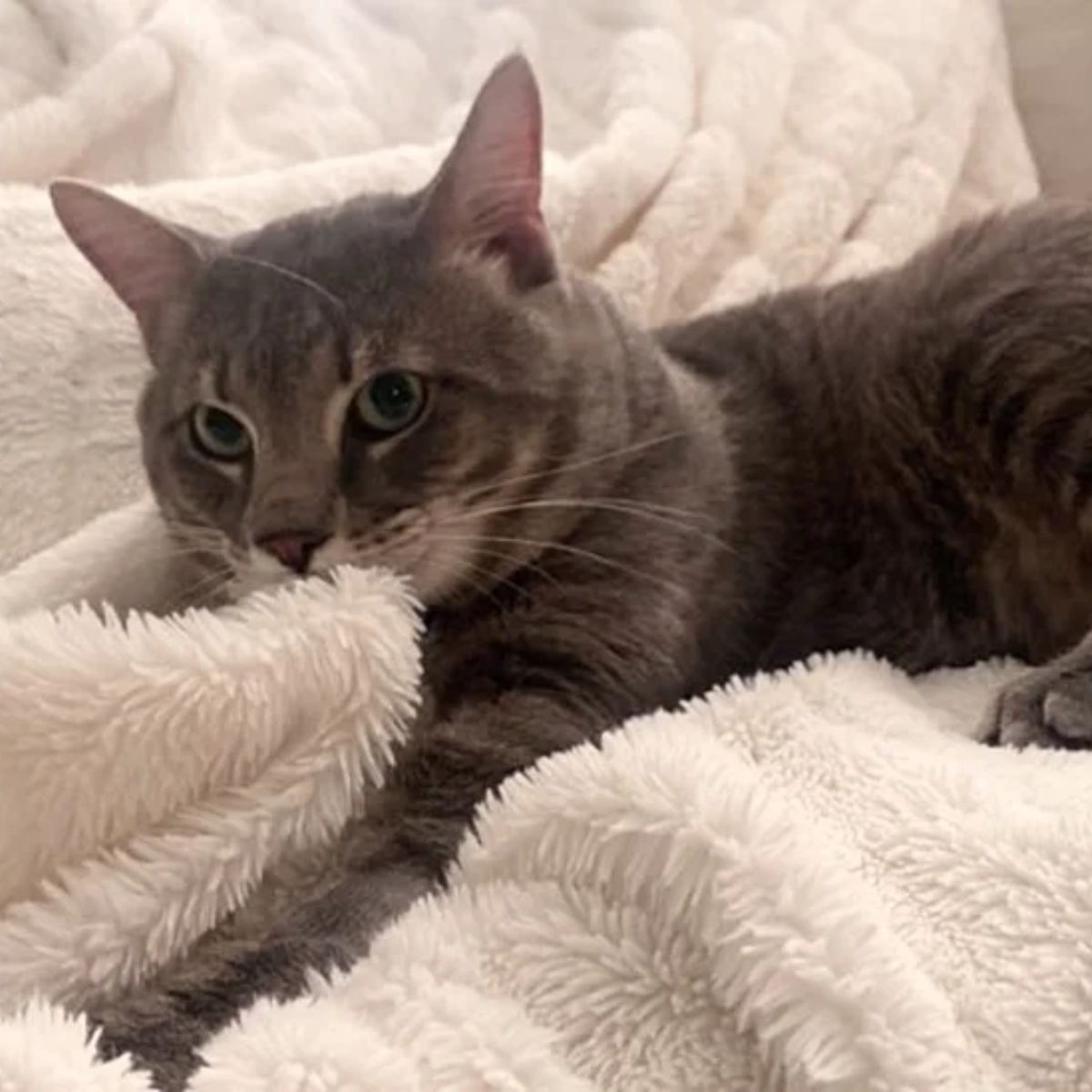 domestic cat laying on a bed