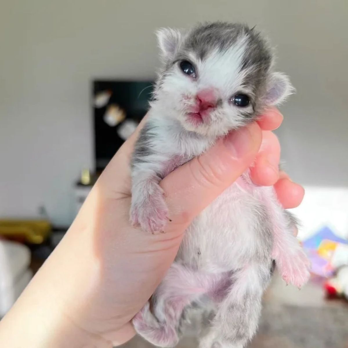 kitten held in hand