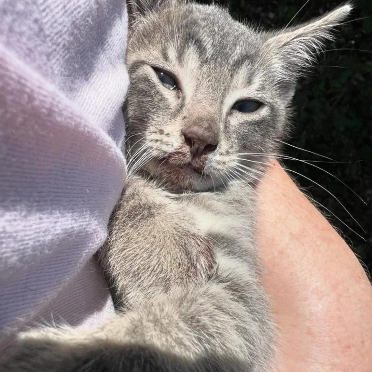 kitten held in hands