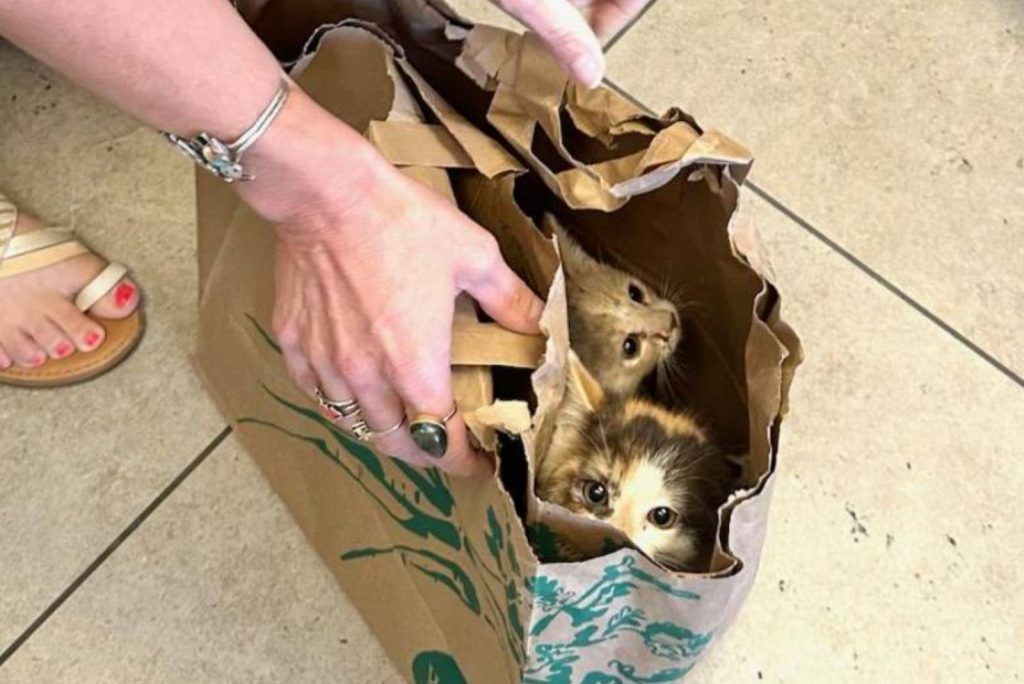 kittens in a paper bag