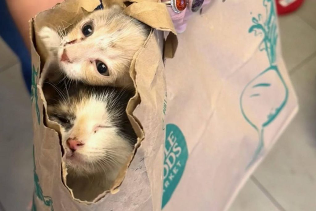 kittens peeking out of a paper bag