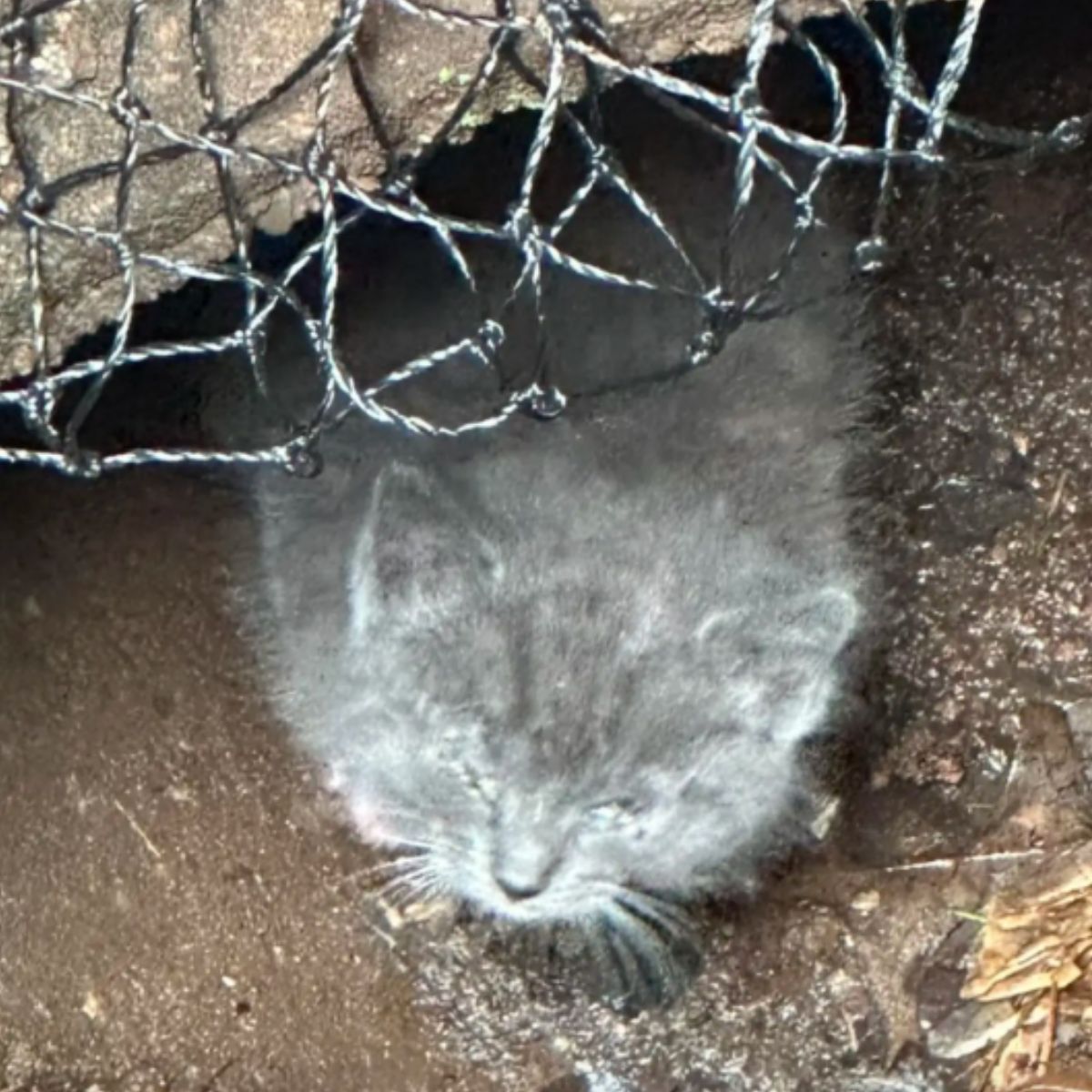 kitty in a drain