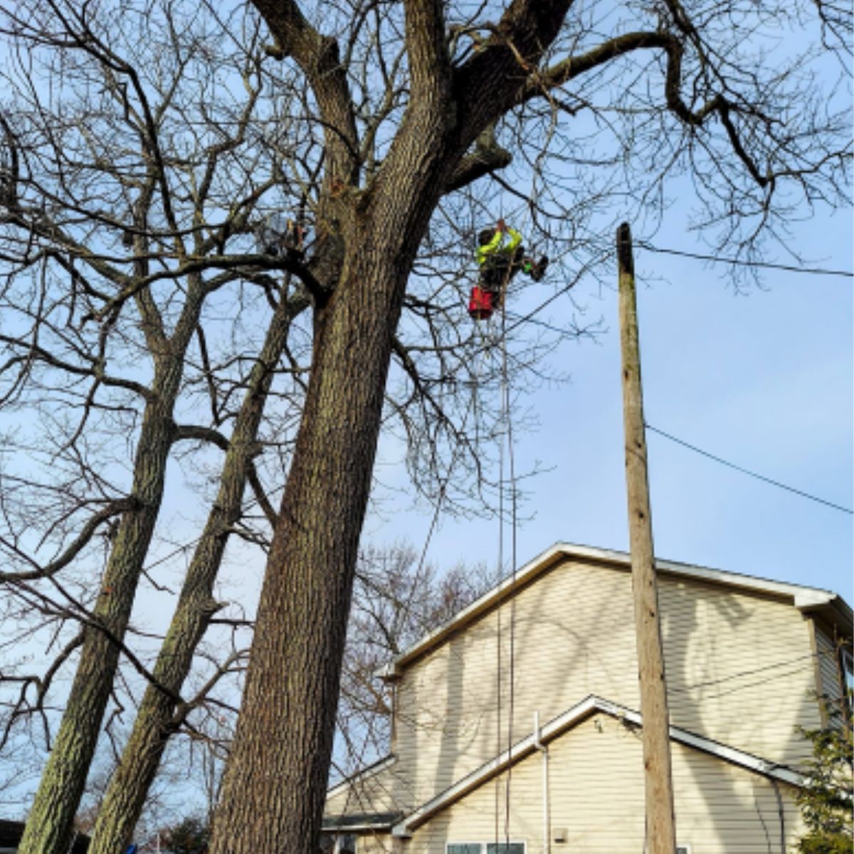 man rescuing cat off a tree