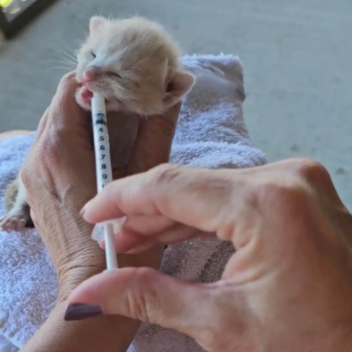 newborn kitten receiving a milk