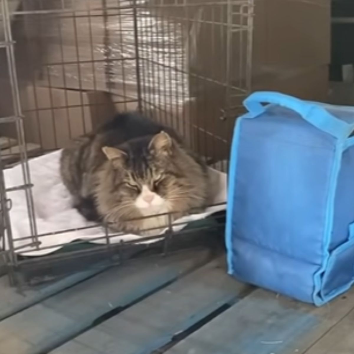 scary cat in crate