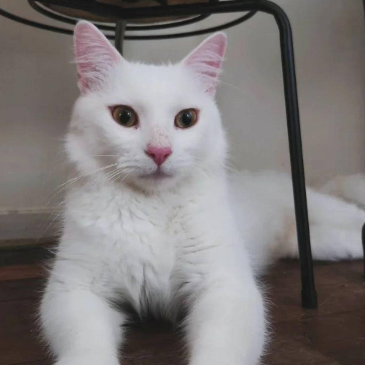 white cat sitting