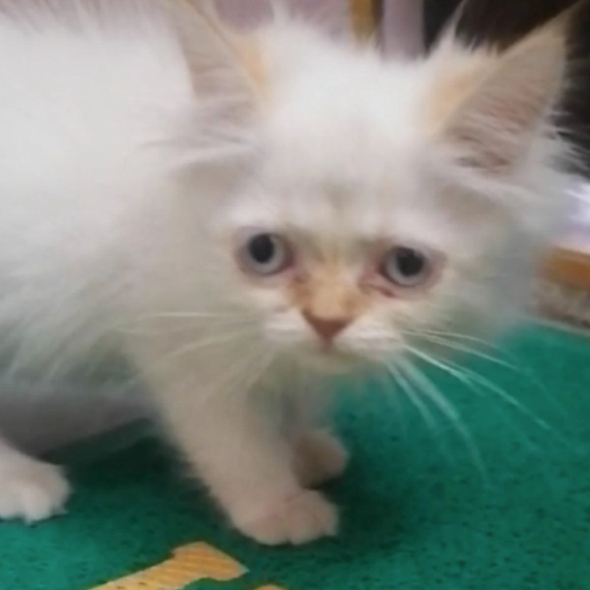 white cat with blue eyes