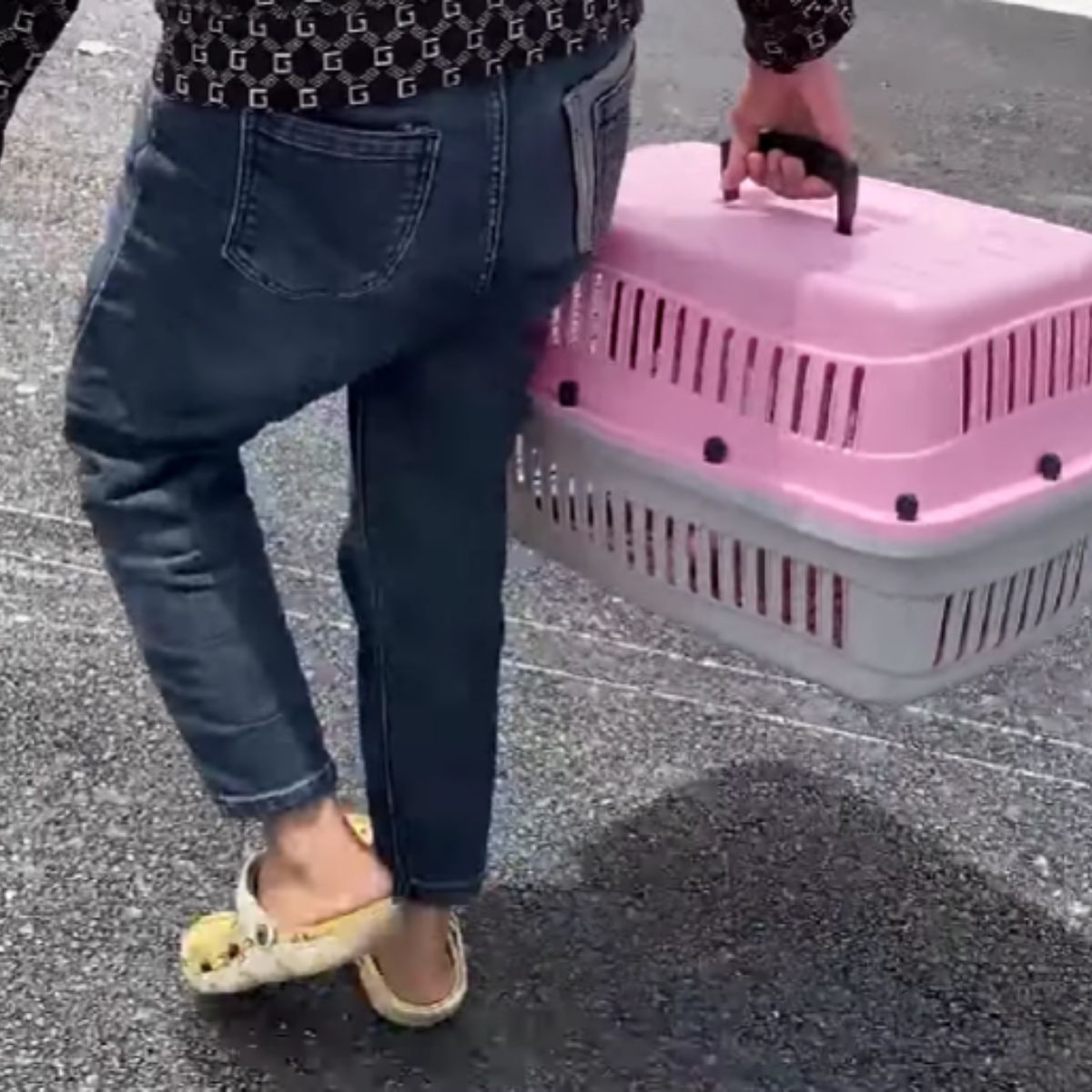 woman holding a crate with cat