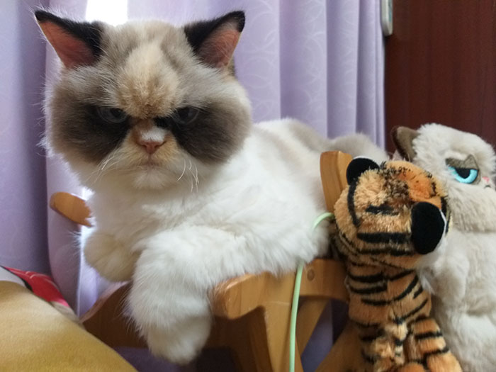 Meet The New Grumpy Cat That Looks Even Angrier Than Her Late Predecessor