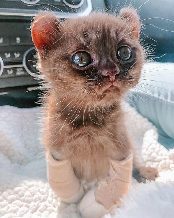 Kitten with Teddy Bear Ears Steals Hearts with Her Strong Spirit - Love Meow