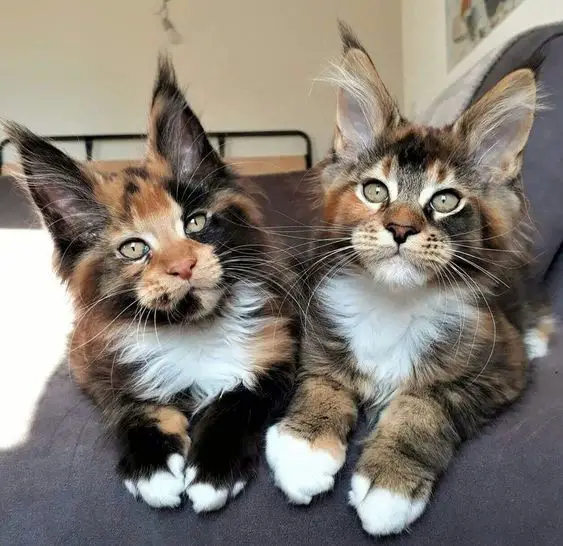 First encounter with the adorable Maine Coon cat duo that is famous with hundreds of thousands of followers on social media.thi