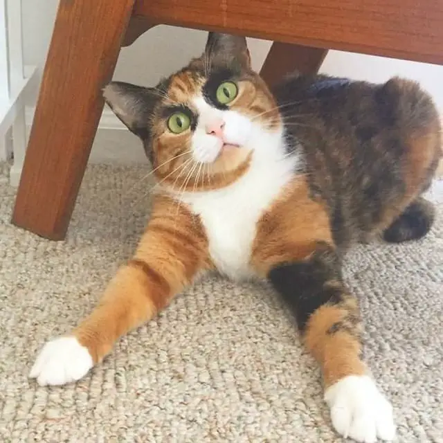 iilla. “The Judgmental Feline: Meet the Cat with Unique Eyebrows that Keeps an Eye on You” .iilla