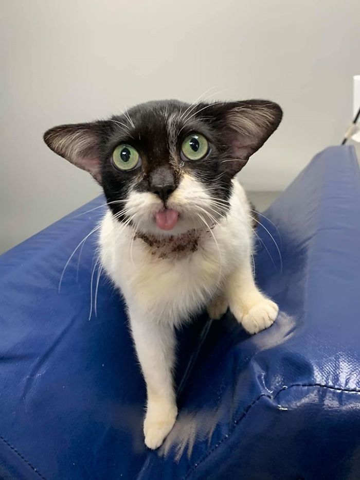 Almost Everyone Wants To Adopt This Very Special Kitty That Looks Like Baby Yoda