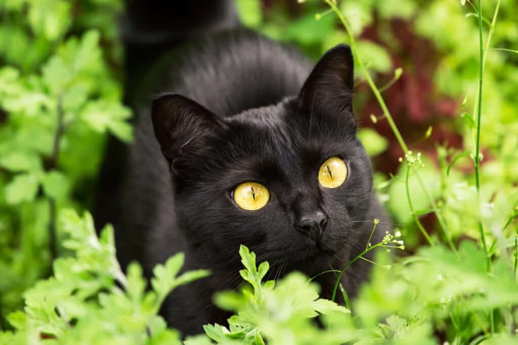 Bombay cat breed