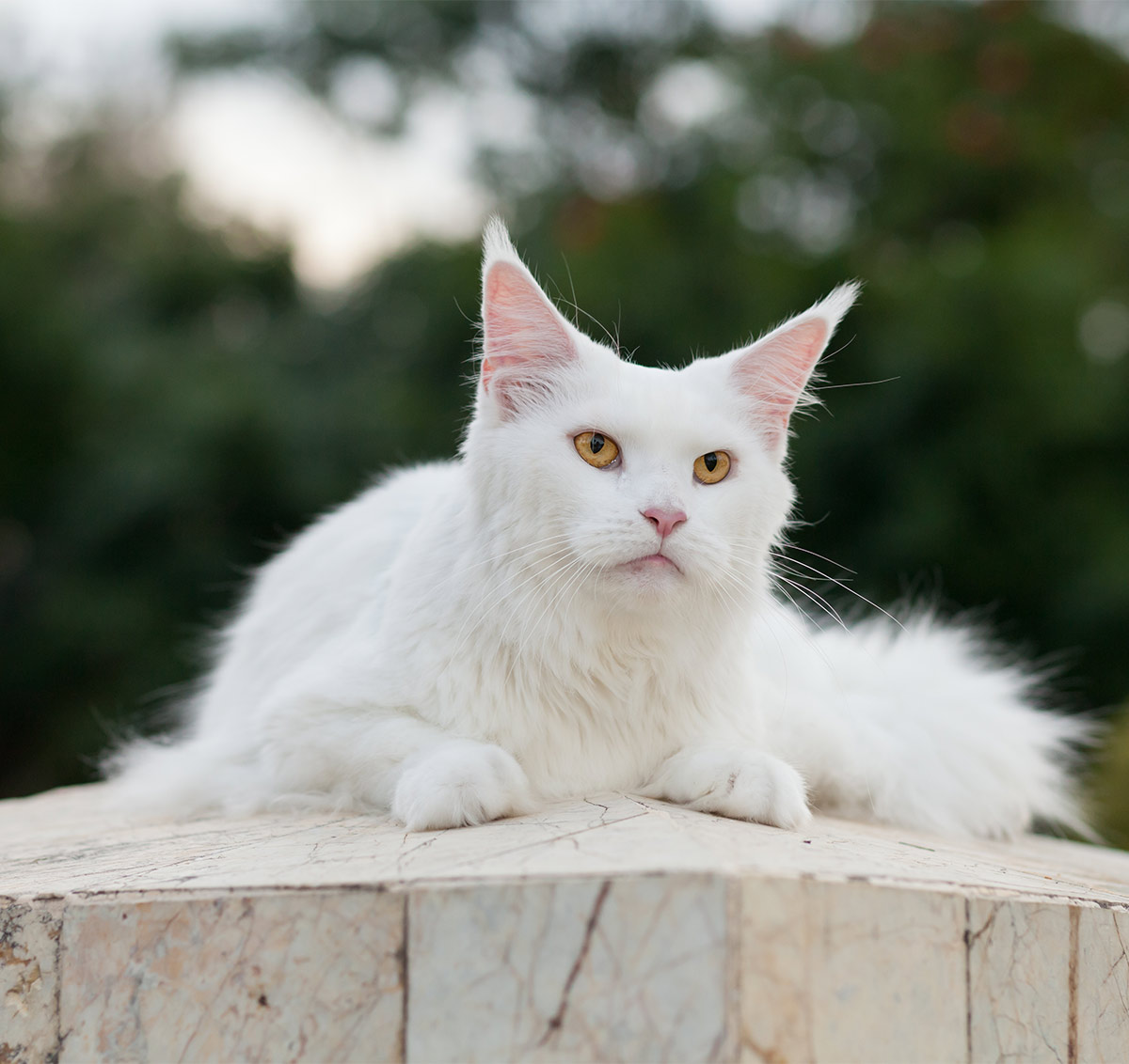 White Maine Coon cat photos