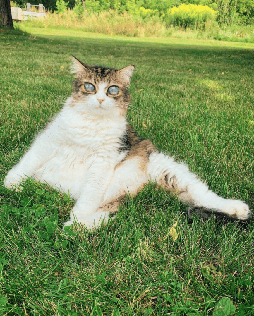 Pico the Blind Cat