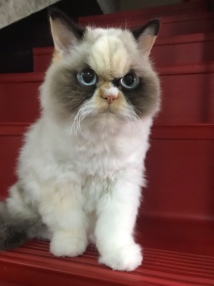 Meet The New Grumpy Cat That Looks Even Angrier Than Her Late Predecessor