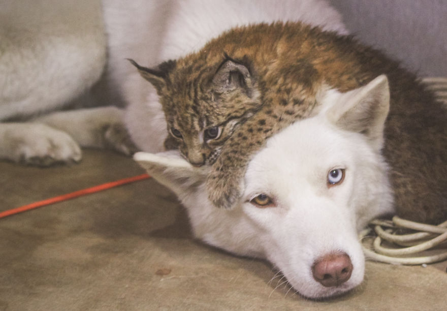 I Adopted Two Lynxes From A Fur Farm, Now I Live With 2 Big 'Cats,' 8 Dogs, And 3 Horses