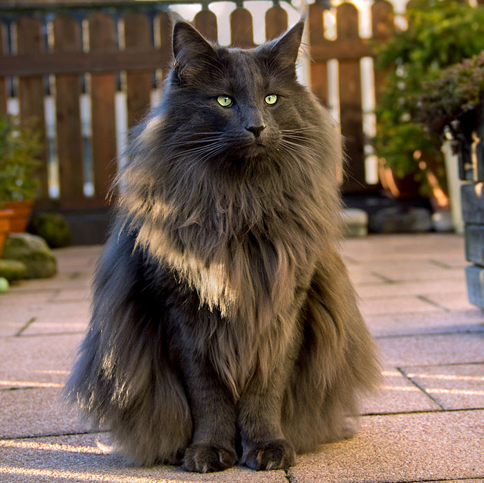 Luan - Gorgeous Norwegian Forest Cat